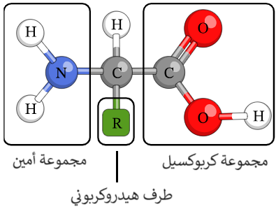 الصيغة العامة للحموض الأمينية الصيغة العامة للحموض الأمينية